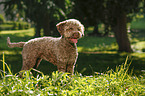 junger Lagotto Romagnolo