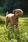 junger Lagotto Romagnolo