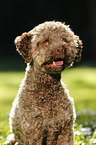 junger Lagotto Romagnolo im Portrait