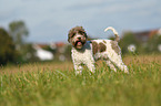 Lagotto Romagnolo