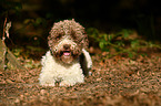 liegender Lagotto Romagnolo