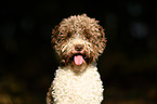 Lagotto Romagnolo Portrait