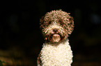 Lagotto Romagnolo Portrait