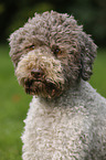 Lagotto Romagnolo Portrait