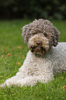 Lagotto Romagnolo