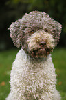 Lagotto Romagnolo Portrait