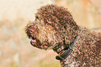 Lagotto Romagnolo Portrait