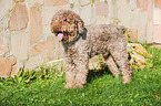 Lagotto Romagnolo