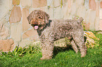 Lagotto Romagnolo