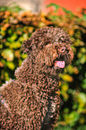 Lagotto Romagnolo Portrait