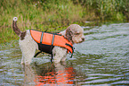 Lagotto Romagnolo mit Schwimmweste