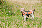 Lagotto Romagnolo mit Schwimmweste