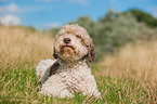 liegender Lagotto Romagnolo