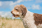 Lagotto Romagnolo Portrait