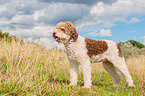 Lagotto Romagnolo