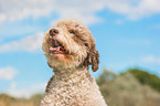 Lagotto Romagnolo Portrait