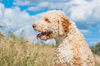 Lagotto Romagnolo Portrait