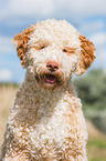 Lagotto Romagnolo Portrait