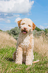 sitzender Lagotto Romagnolo