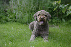 liegender Lagotto Romagnolo