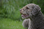 Lagotto Romagnolo Portrait