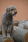 Lagotto Romagnolo