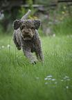 rennender Lagotto Romagnolo