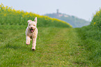 rennender Lagotto Romagnolo