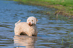 badender Lagotto Romagnolo