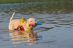 spielender Lagotto Romagnolo