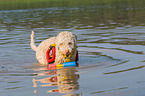 Lagotto Romagnolo im Wasser