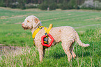 Lagotto Romagnolo