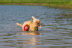 Lagotto Romagnolo im Wasser
