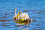 Lagotto Romagnolo wird ausgebildet als Wasserrettungshund