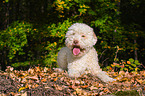 Lagotto Romagnolo liegt im Laub