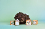 Lagotto Romagnolo Welpe