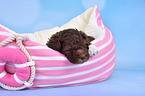 Lagotto Romagnolo Welpe