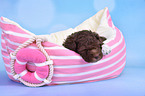 Lagotto Romagnolo Welpe