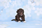 Lagotto Romagnolo Welpe