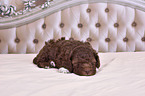 Lagotto Romagnolo Welpe