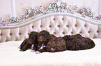 Lagotto Romagnolo Welpen