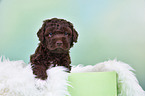 Lagotto Romagnolo Welpe