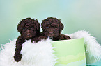 2 Lagotto Romagnolo Welpen