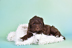 Lagotto Romagnolo Welpe