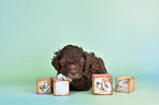 Lagotto Romagnolo Welpe