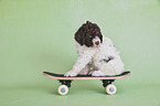 sitzender Lagotto Romagnolo Welpe