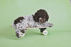 liegender Lagotto Romagnolo Welpe