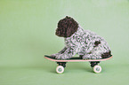 sitzender Lagotto Romagnolo Welpe