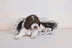 liegender Lagotto Romagnolo Welpe