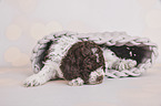 liegender Lagotto Romagnolo Welpe